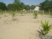 GREEN BELT-BATI (10).JPG