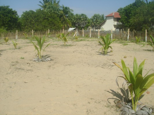 GREEN BELT-BATI (10).JPG