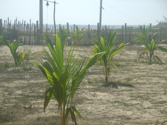 GREEN BELT-BATI (6).JPG